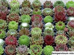 Seme cveća: Sempervivum mix - 100 semenki